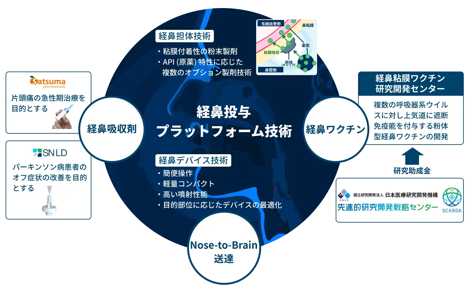 医薬品開発における臨床CROの役割